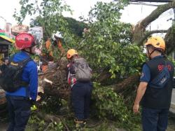 Pohon Tumbang Timpa 4 Pengendara Motor di Singosari Malang