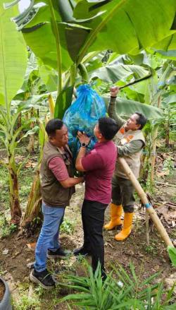 Sulbar Subur, Pj Gubernur Panen Pisang Cavendish Lebih Cepat dari Umumnya