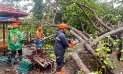 Waspada Pohon Tumbang! Begini Ciri-cirinya, Segera Lapor BPBD Demak