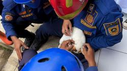 Jahil Banget! Seorang Anak Borgol Leher Kucing, Berujung Laporan Damkar