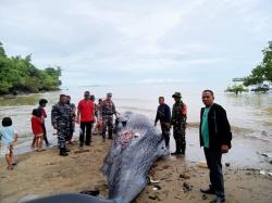 Tragis, Paus Sperm Whale Mati Setelah Terkena Tombak di Laut