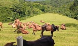 Mini Ranch Sapi Pasundan: Wisata Edukasi yang Seru dan Asyik di Sukamantri Ciamis