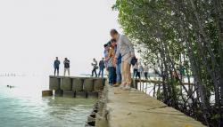 Bagaimana FADS Menjaga Mangrove Baru di Pantai, Ini Jawabannya!