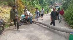 Angin Kencang Sebabkan Pohon Kelapa Tumbang Tutupi Jalan di Cihara, Pengguna Jalan Terhambat!