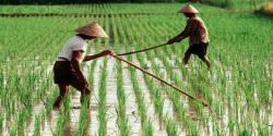 Petani Menjerit !Harga Gabah di Berbagai Daerah Masih di Bawah HPP