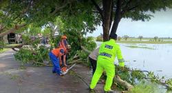 Hujan Deras Sebabkan Pohon Tumbang di Depan SDN 1 Jatirogo