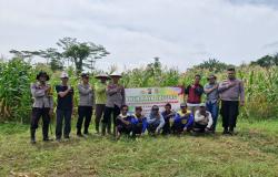 Polsek Panimbang Lakukan Panen Raya Jagung, Dukung Ketahanan Pangan yang Digagas Polda Banten