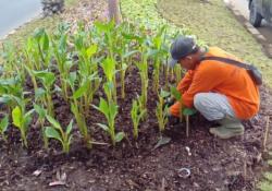 Bikin Takjub! Surabaya Ubah Taman Kota Jadi Hijau dan Indah, Manjakan Mata Warga