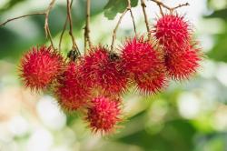 Musim Panen Rambutan di Lebak, Ekonomi Masyarakat Meningkat