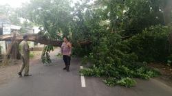 Pohon Tumbang di Ciawigebang Sebabkan Kemacetan, Petugas Gabungan Bergerak Cepat