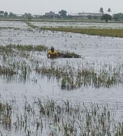 Sepekan Diguyur Hujan Lebat, Puluhan Hektare Sawah di Cibuaya Gagal Panen, Distan Jamin Asuransi