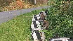 Kawanan Monyet Liar di Tanjakan Panganten turun kejalan, Warga: Mereka Turun Gunung Cari Makan