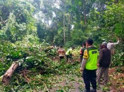 Pohon Jati Berusia 100 Tahun di Cagar Alam Darupono Kendal Tumbang Timpa Mobil