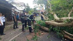 Pengendara Motor Jadi Korban Akibat Tertimpa Pohon Tumbang di Kuningan