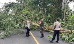 Pohon Tumbang Tutup Jalan Provinsi Kuningan-Cirebon, Kemacetan Tak Terhindarkan