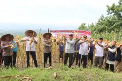 Polres Kuningan Panen Jagung Bareng Petani, Wujudkan Swasembada dan Ketahanan Pangan