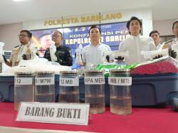 Ribuan Benih Lobster Tak Bertuan Ditemukan di Pelabuhan Sekupang Batam