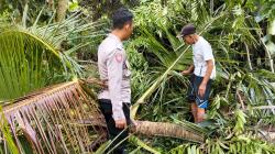 2 Pohon Tumbang Timpa Seorang Warga di Tasikmalaya, Korban Alami Luka di Kepala dan Tangan