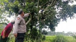 Niat Mancing, Warga di Sukaluyu Malah Nemu Pria Paruh Baya Gantung Diri di Pohon Mangga