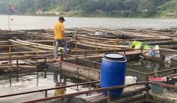 Dinas Peternakan Ungkap Penyebab Ribuan Ikan Mati Mendadak di Telaga Ngebel Ponorogo