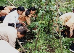 Implementasi Kurikulum Merdeka, SMA di NTT Berhasil Budidaya Ikan Lele dan Tanaman Holtikultura