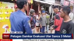 (VIDEO) Petugas Damkar Garut Evakuasi Ular Sanca di Selokan Pemukiman Warga