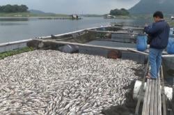 Dampak Cuaca Buruk, Belasan Ton Ikan di KJA Waduk Jatiluhur Mati Massal