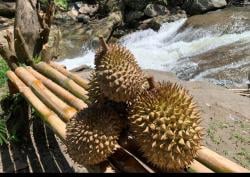 Durian Manis Timang Gajah Bener Meriah, Rasa Sensasional di Ujung Lidah