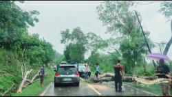 Cuaca Ekstrem Pohon Besar Roboh di Km 15 Naresa Belu, antrian Kendaraan Mengular Brimob Turun Tangan