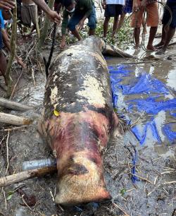 Seekor Ikan Dugong Sepanjang 3 Meter Ditemukan Mati Terdampar di Pantai Oebelo