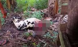 Puluhan Kambing di Pangandaran Mati Mengenaskan, Diduga Diserang Anjing Liar