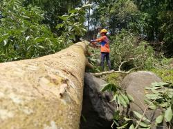 Antisipasi Pohon Tumbang,  Dinas Lingkungan Hidup Pangkas Pohon di Areal Perkotaan