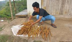 Intip Proses Pengolahan Kulit Kayu Manis di Bojinggambir