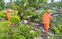 Cuaca Ekstrem Sebabkan Sejumlah Pohon Tumbang dan Timpa Rumah di Bojonegoro