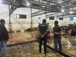 Banyak Sapi di Jombang Terjangkit Penyakit Mulut dan Kuku, Polisi Turun Tangan