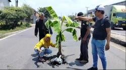 Kesal Tak Kunjung Diperbaiki, Warga Tanam Pohon Pisang di Jalan Berlubang Jalur Pantura Subang