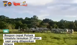 Ayup Kehilangan 27 Ekor Sapi, Tim Gabungan Polres Sumba Timur Berhasil Temukan Kurang dari 24 Jam 