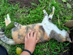 Puluhan Kucing Mati Massal, Diduga Kuat Diracun