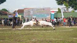 Seni Ketangkasan Domba Garut Piala Danrem 062/TN Disambut Antusias Warga