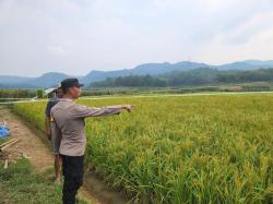 Dukung Ketahanan Pangan di Purwakarta, Bhabinkamtibmas Polsek Plered Sambang ke Petani