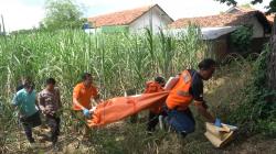 Lagi Klethek Tebu, Petani di Kudus ini Temukan Tengkorak dan Tulang Belulang