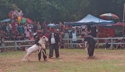 Budaya Domba Tangkas di Desa Cibeureum Kota Banjar Mampu Tingkatkan Ekonomi Peternak dan UMKM