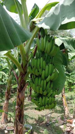 Program Cavendish Pj Bahtiar Berbuah Manis, Petani Sulbar Siap Panen Cuan