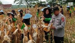 Dukung Ketahanan Pangan, Polsek Cisaga dan Petani Sauyunan Sukses Panen Jagung