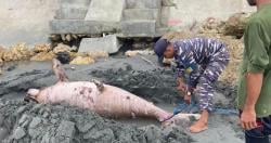 Ikan Duyung Mati Terdampar di Pantai Pasangkayu Dikubur, Penyebab Kematian Masih Misterius