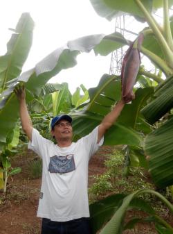 Sawang dan Jantung Pisang