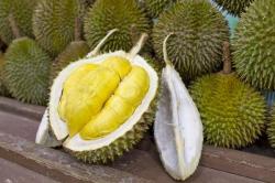 Waspadai Kombinasi Makanan yang Berbahaya Saat Mengonsumsi Durian