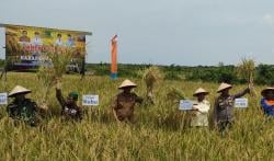 Hadiri Panen Raya Padi di Kubu, Kadis DKPP  Dengarkan  Keluhan Petani