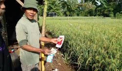 Inovasi Mang Asep Bengkel, Petani Sukses Hasilkan Bulir Padi Glowing karena susu dan suplemen