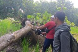 Pohon Jati Raksasa Tumbang di Banyuwangi, Akses ke Hutan Terblokir!